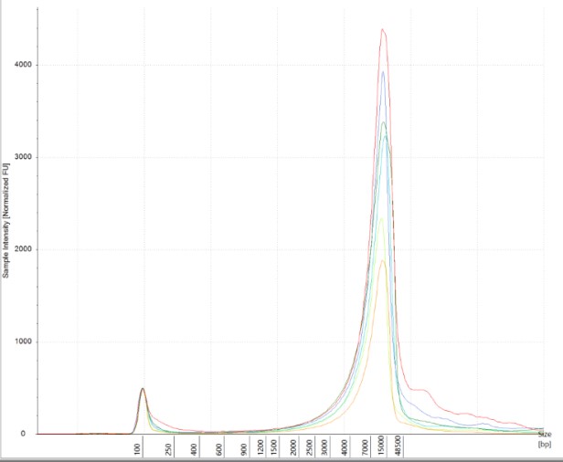 Figure 6B. DNA trace from the representative mouse brain samples. The highly intact gDNA showed up as a narrow peak between 15,000 bp and the highest marker peak of 48,500 bp