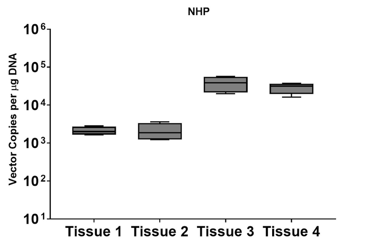 Figure 7B. Molecular analysis of vector genomes in NHP models. AAV efficiently entered different tissue types in NHP