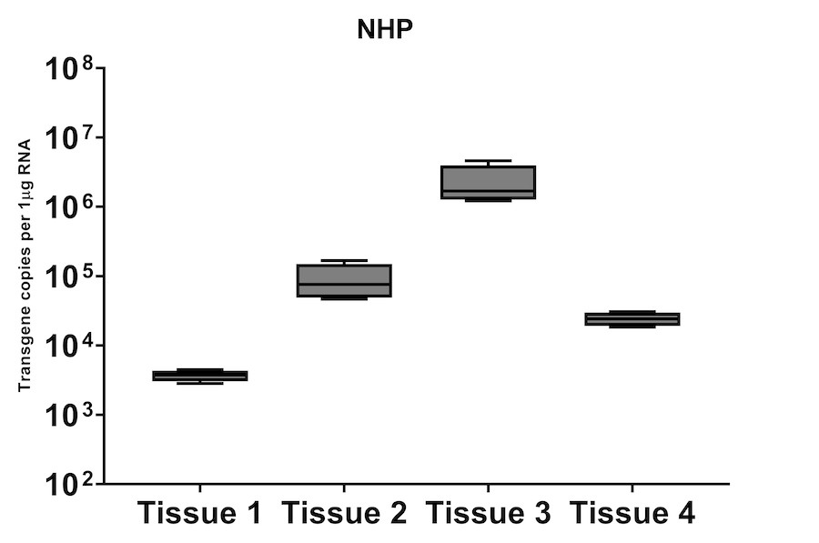 Figure 8B. Analysis of transgene expression levels from NHP tissues. The variation in transgene expression among multiple tissues in NHP