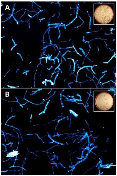 Figure 2: Comparison of micro and macro morphology of T. reesei RUT-C30 RFP1 cultures grown on 30 g/L cellulose in (A) 250 mL flasks or (B) a BioLector® a 48 RoundWellPlate.