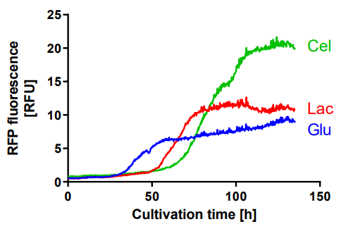 Figure 3:RFP fluorescence profiles of T. reesei RUT-C30 RFP1 during cultivation on different carbon sources