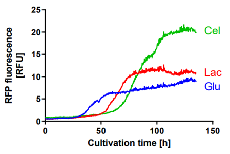 Figure 3:RFP fluorescence profiles of T. reesei RUT-C30 RFP1 during cultivation on different carbon sources