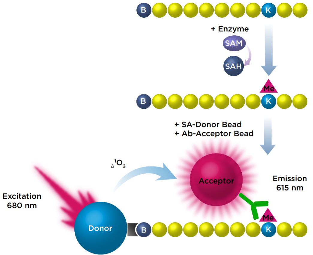 Figure 1 Detection of monomethylation of a peptide with AlphaLISA beads