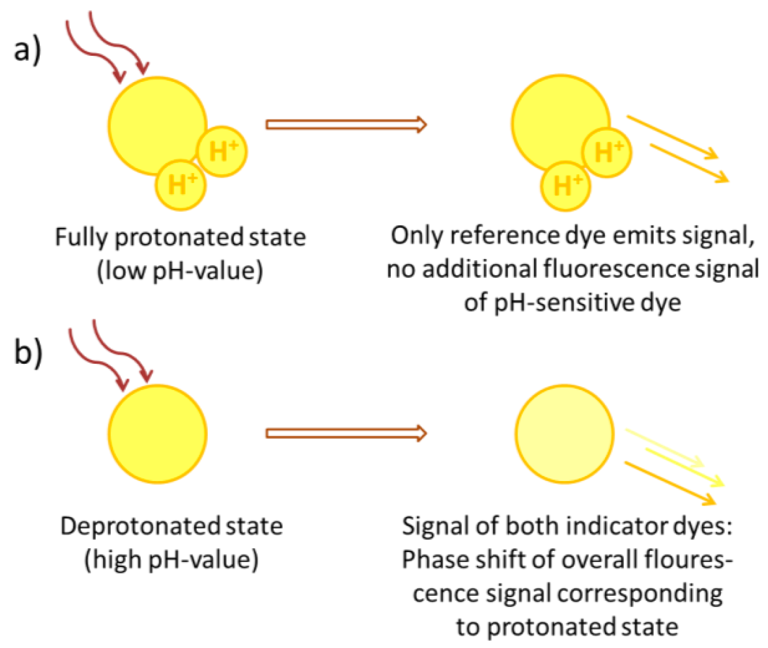 Figure 2 Principle of response of pH-sensitive dye