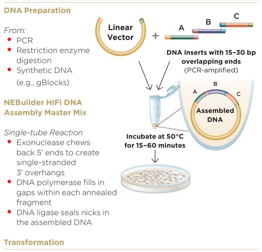 Modular DNA Assembly of PIK3CA Using Acoustic Liquid Transfer in Nanoliter Volumes fig1