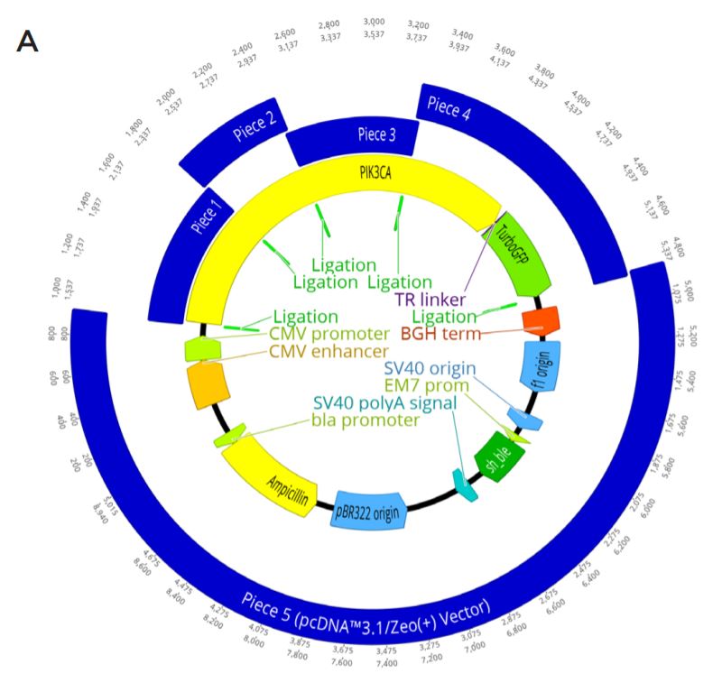 Modular DNA Assembly of PIK3CA Using Acoustic Liquid Transfer in Nanoliter Volumes fig2a