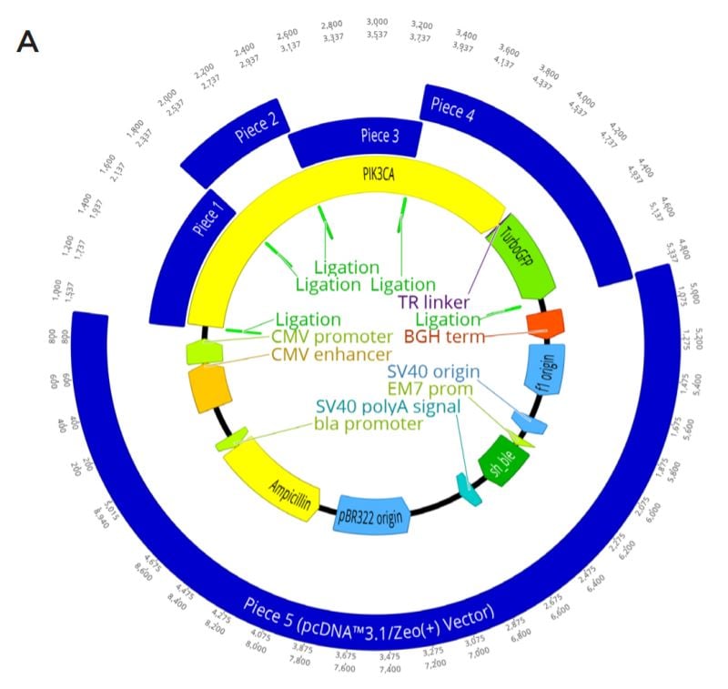 Modular DNA Assembly of PIK3CA Using Acoustic Liquid Transfer in Nanoliter Volumes fig2a