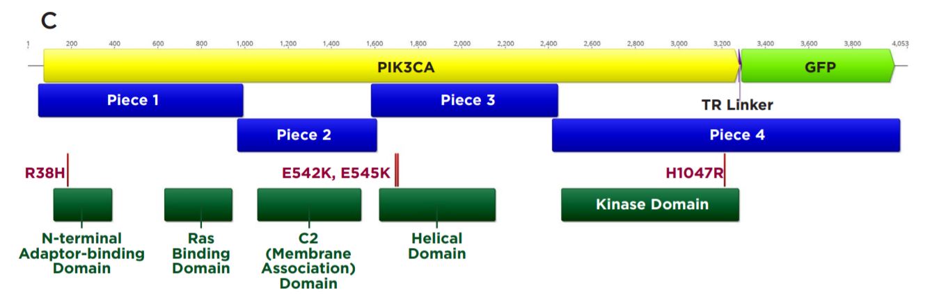 Modular DNA Assembly of PIK3CA Using Acoustic Liquid Transfer in Nanoliter Volumes fig2c
