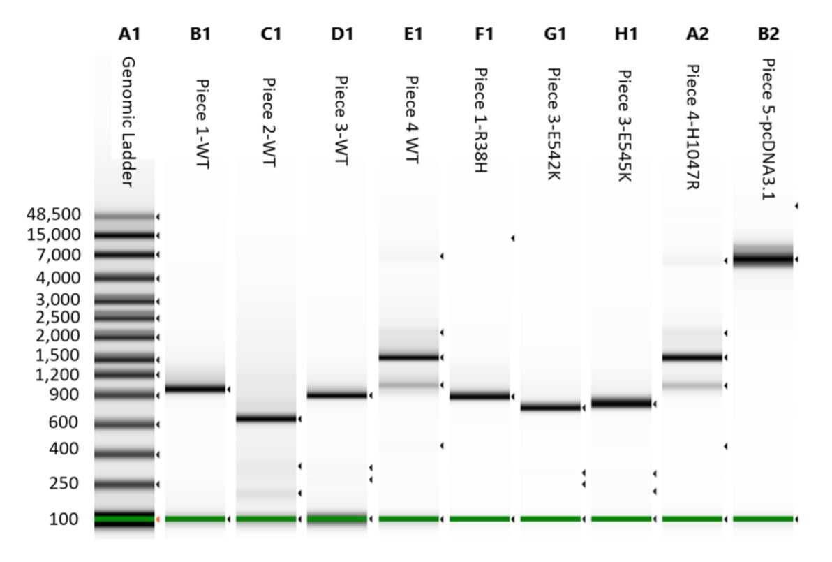 fig3 Modular DNA Assembly of PIK3CA Using Acoustic Liquid Transfer in Nanoliter Volumes