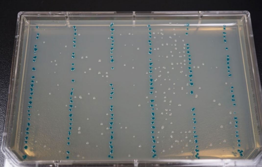 fig4 Modular DNA Assembly of PIK3CA Using Acoustic Liquid Transfer in Nanoliter Volumes