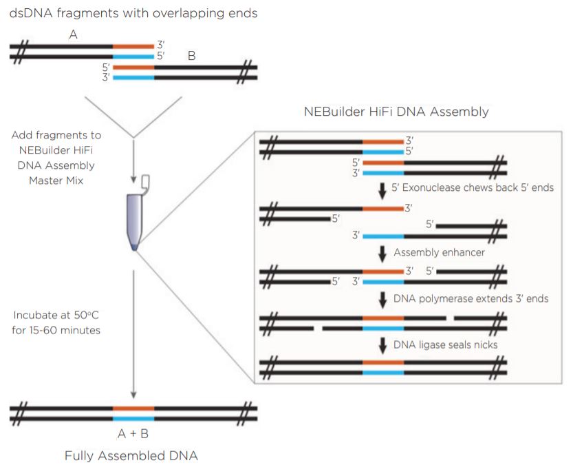 fig1 Nanoliter Scale DNA Assembly Utilizing the NEBuilder HiFi Cloning Kit with the Echo 525 Liquid Handler