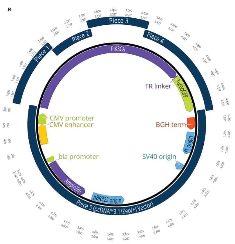 fig2b Nanoliter Scale DNA Assembly Utilizing the NEBuilder HiFi Cloning Kit with the Echo 525 Liquid Handler