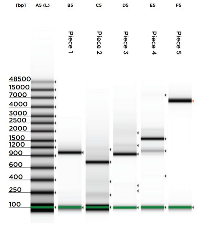 fig5 Nanoliter Scale DNA Assembly Utilizing the NEBuilder HiFi Cloning Kit with the Echo 525 Liquid Handler