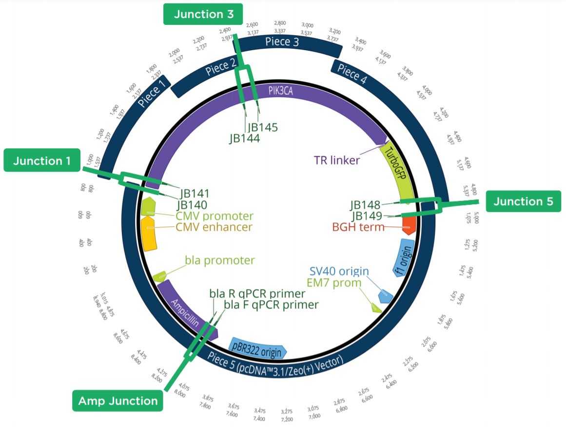 fig6 Nanoliter Scale DNA Assembly Utilizing the NEBuilder HiFi Cloning Kit with the Echo 525 Liquid Handler