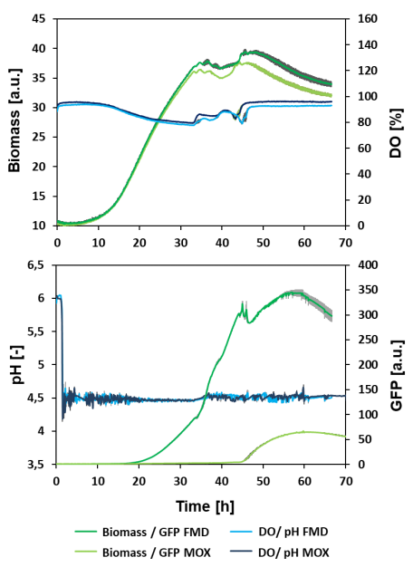 Figure 5: Comparison between microfluidic batch cultivations of H. polymorpha RB11 FMD-GFP and H. polymorpha RB11 MOX-GFP. Biological triplicates were cultivated at 1200 rpm and a two-sided pH control. The mean values(blue line) with the standard deviation (grey area) were plotted against the cultivation time