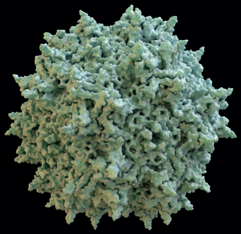 3D CG rendered image of Adeno- Associated Virus (AAV) Capsid