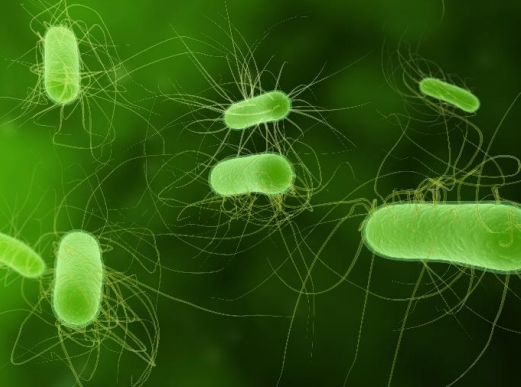 Figure 1 Recombinant E. coli cells expressing GFP