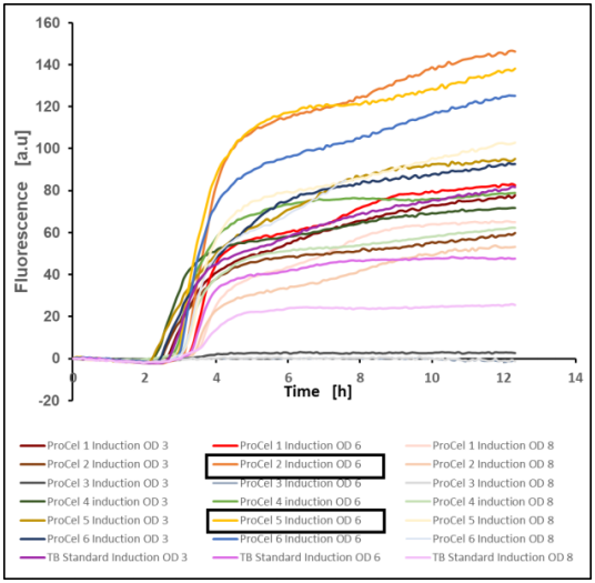 Figure 10: GFP production of E. coli BL21(DE3) pET-28a(+) EcFbFP in different TB media after induction at optical densities of 3, 6 and 8, mean value of two biological replicates, 37 °C, 1400 rpm, 35 % oxygen in headspace, 800 µL filling volume