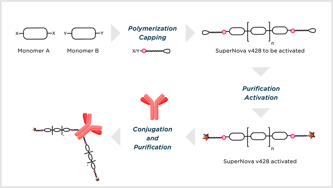 Schematic procedure for SuperNova v428 polymer synthesis, activation and conjugation process