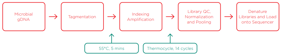 Illumina Nextera XT Library Preparation Workflow