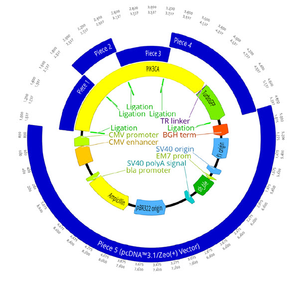 A. The complete plasmid construct to be assembled with the GFP-tagged PIK3CA being inserted into the pcDNA 3.1/Zeo (+) backbone. gBlock pieces as well as the linear vector are shown in blue, with their overlapping region shown by a light green annotation labeling them as a ligation site. The PIK3CA gene is in yellow with the linker (purple) and GFP tag (green) also annotated. Other important components of the plasmid machinery are labeled as necessary.