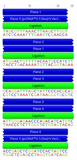 B. Nucleotide resolution of the overlap sites that have been used to allow assembly by NEBuilder.