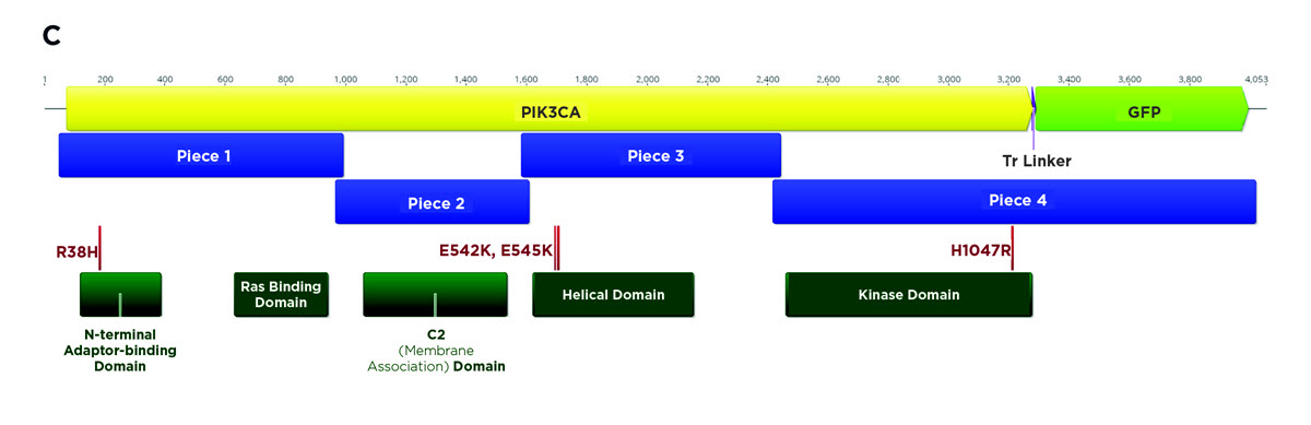 C. The locations of the PIK3CA functional domains (dark green) and the planned mutations (red) within the constructs. Each construct was planned as either the unmutated wild-type or with one of the four listed mutations (R38H, E542K, E545K, H1047R, or Wildtype).