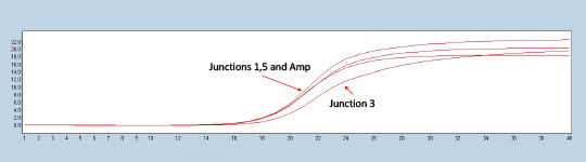 Figure 2. Lightcycler 480 trace of a representative construct testing positive for all three experimental junctions in comparison to the ampicillin marker control.