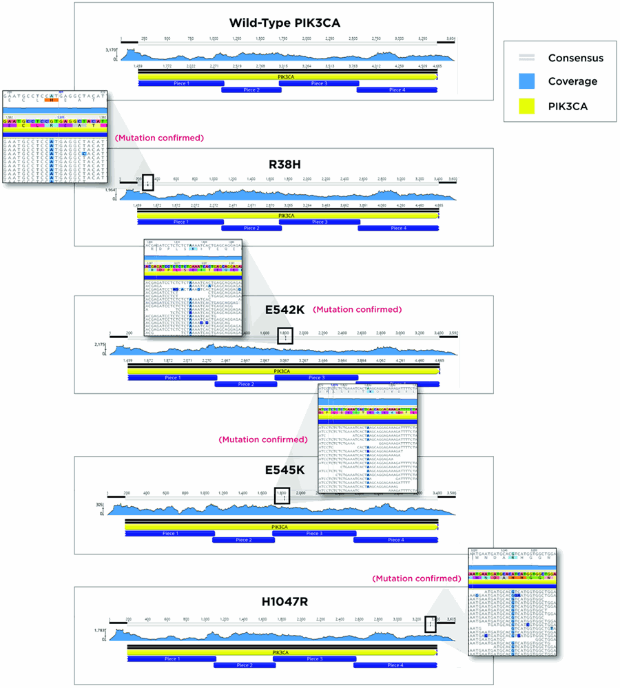 Figure 3. Illumina MiSeq reads from each of the five constructs aligned against the wild-type (unmutated) PIK3CA gene. Sequence coverage and location of the determined mutation are shown in the consensus bar at the top of each window. A magnified region containing the mutated amino acid residues are shown next to the four mutated versions of PIK3CA.