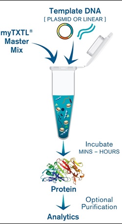 FIGURE 1: Typical workflow of in vitro protein production using myTXTL