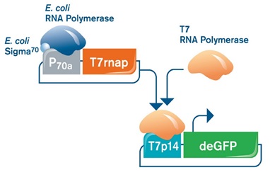 FIGURE 3: Gene expression systems used in this study. (A/Left) Gene expression on P70a vectors is entirely driven by the endogenous E. coli TXTL machinery present in the myTXTL Master Mix. (B/Right) In order to express genes downstream of the T7 promoter/operator system (T7p14-deGFP), myTXTL reactions need to be supplemented with T7 RNA polymerase. This can be done either by a helper plasmid encoding T7 RNA polymerase downstream of a sigma 70-specific promoter (P70a-T7rnap), or by addition of T7 RNA polymerase protein.