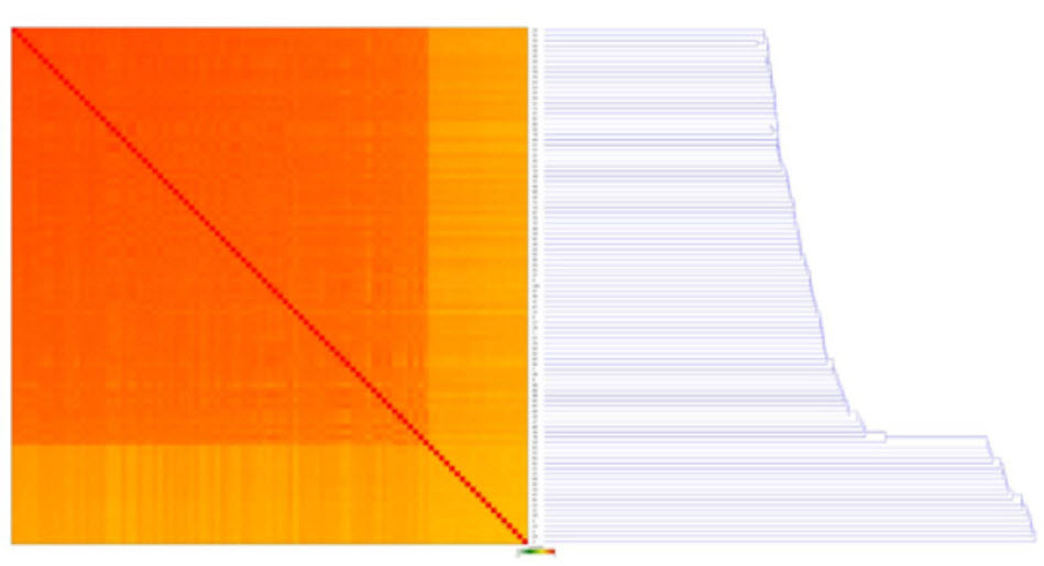 Figure 10. A Sample Correlation Matrix, showing a heatmap with the relative similarity between all replicates in this analysis. Each row and column represents one replicate, ordered by similarity (hierarchical clustering). The color of each field indicates the Spearman Rho correlation between these replicates. Dark orange is a correlation of 1 and lightening up to green and white indicates a correlation of -1.