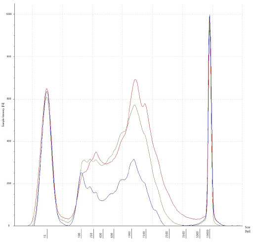 Figure 3. Electropherogram of a few cDNA samples, after 18x cycling of second strand cDNA synthesis, and SPRI bead cleanup. Traces represent 10pg, 100pg, and 1000pg input in blue, yellow, and red, respectively. There is intact cDNA in all three examples, with the median of transcripts occurring approximately 1500bp in length.