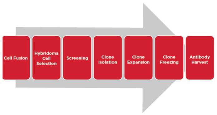 Automation Application Note Cell Line Development Hybridoma