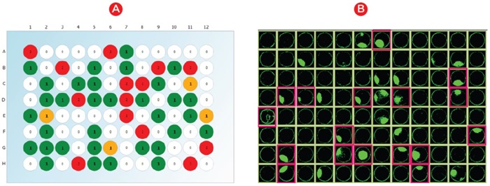 Automatización Desarrollo de líneas celulares Selección de coincidencias Figura 1
