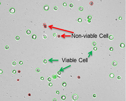 Viable cells are outlined in green and nonviable in red