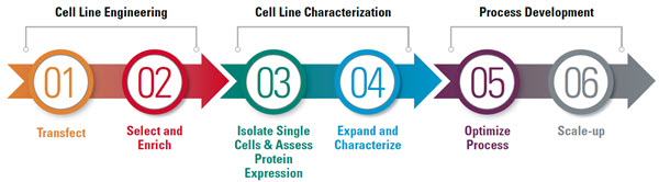 Learn about the solutions for each critical step of the process of developing a mammalian cell line for recombinant protein manufacturing using a methotrexate (MTX) amplification system, one of many integrated transfection methods by Beckman Coulter.