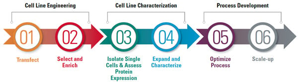 Learn about the solutions for each critical step of the process of developing a mammalian cell line for recombinant protein manufacturing using a methotrexate (MTX) amplification system, one of many integrated transfection methods by Beckman Coulter.