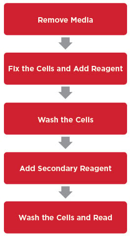 Typical Sample Preparation for High Content Imaging