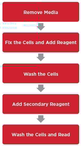 Typical Sample Preparation for High Content Imaging