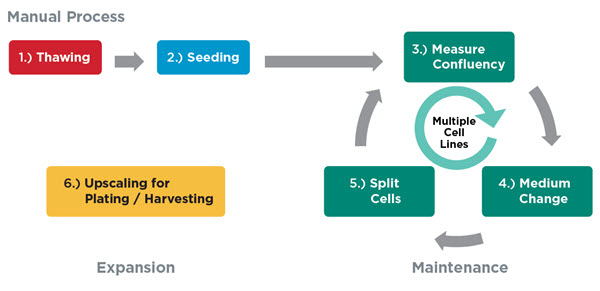 Continuous Cell Culture Workflow