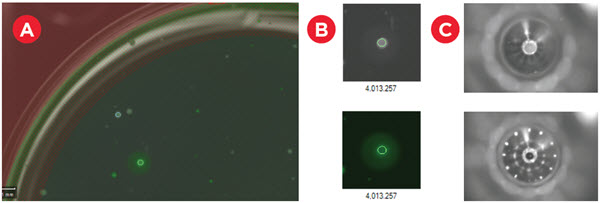 Picking IgG-Secreting Colonies