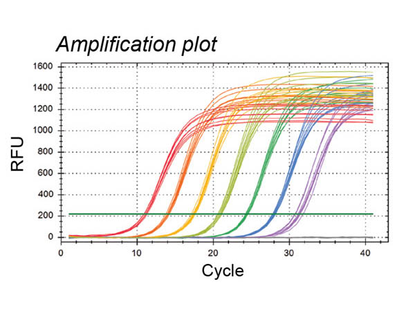 PCR Amplification Plot