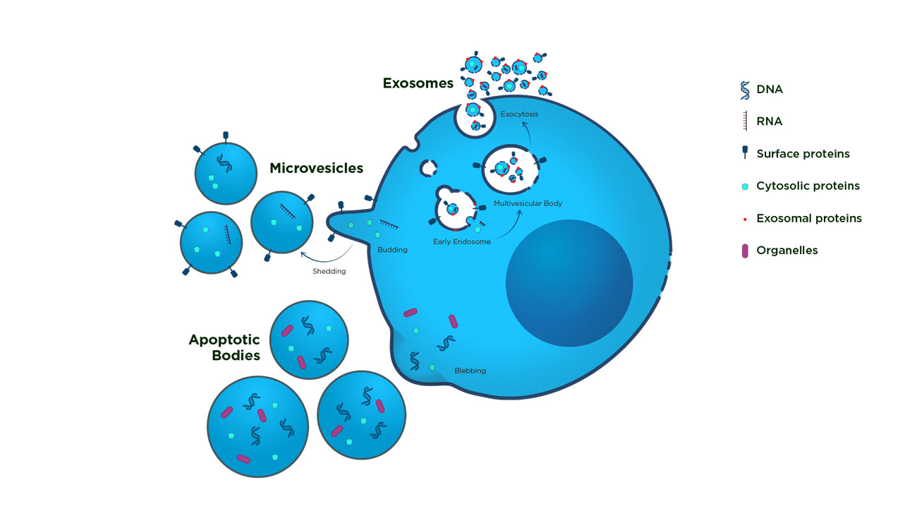 Exosomes and Microvesicles