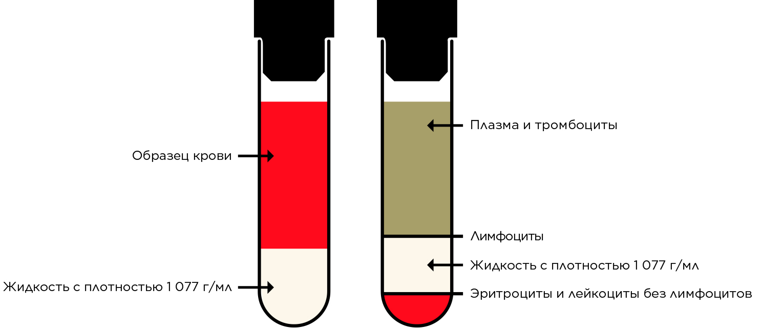 Разделение лимфоцитов по плотности методом центрифугирования