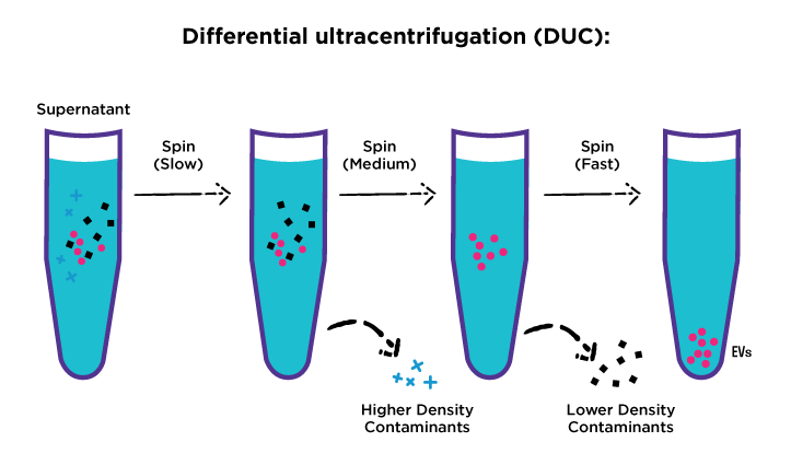 spINSIGHT Ultracentrifugation is-preferred for high purity EV isolation