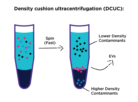 spINSIGHT Ultracentrifugation is-preferred for high purity EV isolation