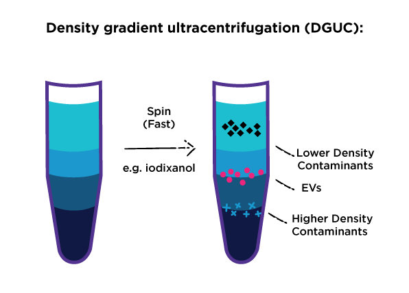 spINSIGHT Ultracentrifugation is-preferred for high purity EV isolation