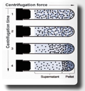 A graphical representation of differential centrifugation of two substances with different sedimentation coefficients.