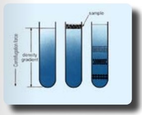 A graphical representation of sample tubes in zonal centrifugation and the separation of substances in the centrifugal field.